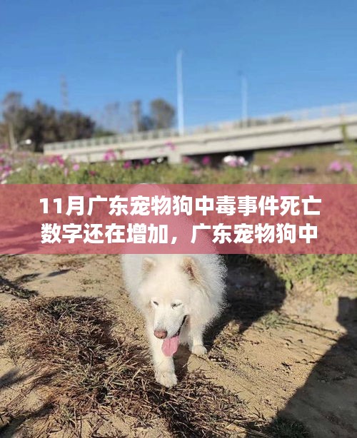 廣東寵物狗中毒事件持續(xù)發(fā)酵，死亡數(shù)字增加，深度分析與個人觀點觀察
