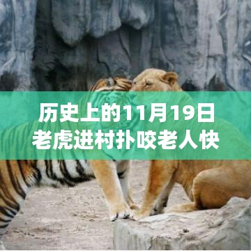 驚魂時刻與英勇脫險，猛虎進村襲擊老人，快速拉門化險為夷的傳奇故事