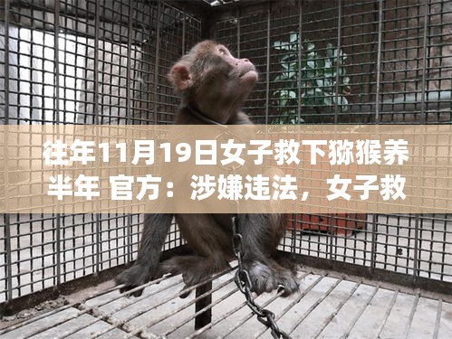 女子救助獼猴半年后面臨法律困境，動物救助行為與法律邊界的探討