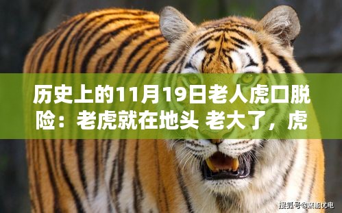 揭秘，歷史上11月19日老人虎口余生與生死對(duì)決的傳奇故事