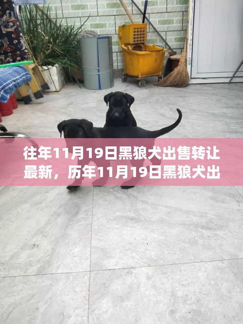 深度解析，歷年11月19日黑狼犬出售轉(zhuǎn)讓現(xiàn)象，某觀點立場與理由探討
