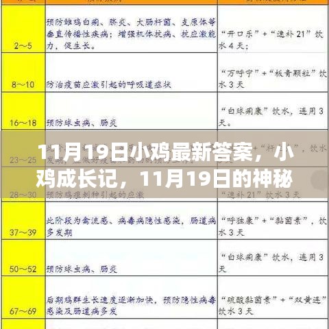 小雞成長記，神秘答案揭曉與友情之旅的啟程（11月19日最新）