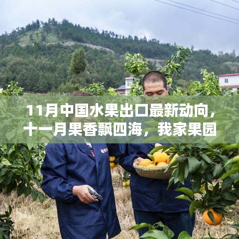 11月水果出口最新動(dòng)態(tài)，果香飄四海，跨國(guó)友情與果園的出口奇遇
