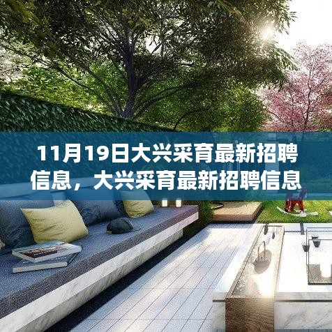 大興采育最新招聘信息發(fā)布，職場人的福音降臨（11月19日版）