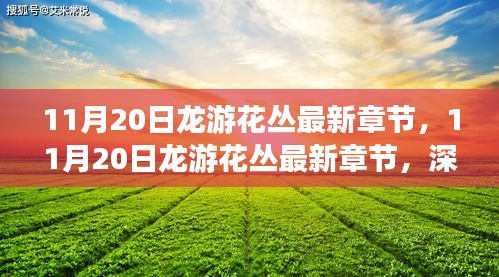 11月20日龍游花叢最新章節(jié)，深度測(cè)評(píng)與詳細(xì)介紹