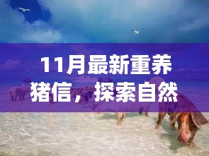 重養(yǎng)豬信，與自然美景的奇妙冒險(xiǎn)之旅