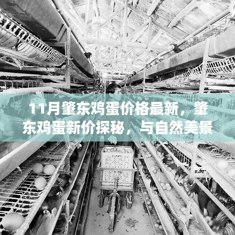 肇東雞蛋最新價(jià)格揭秘，自然美景與心靈平和之旅的雙重探尋