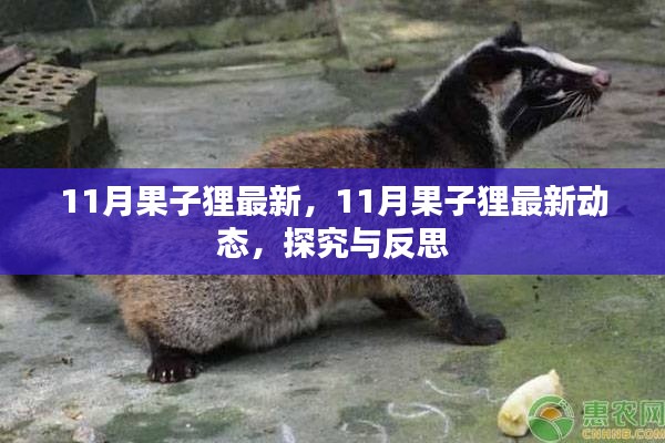 探究與反思，最新動態(tài)下的果子貍生存狀況觀察（11月最新資訊）