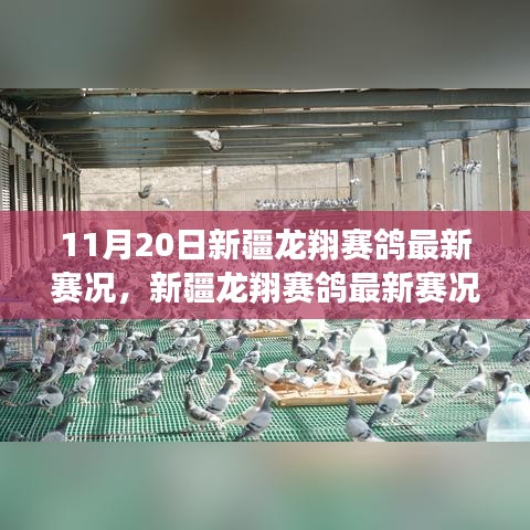 新疆龍翔賽鴿翱翔藍(lán)天，最新賽況與學(xué)習(xí)變化的力量與自信