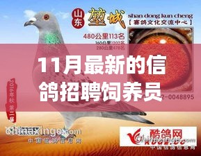 11月最新信鴿飼養(yǎng)員招聘，人才匹配與職業(yè)發(fā)展多維度探討