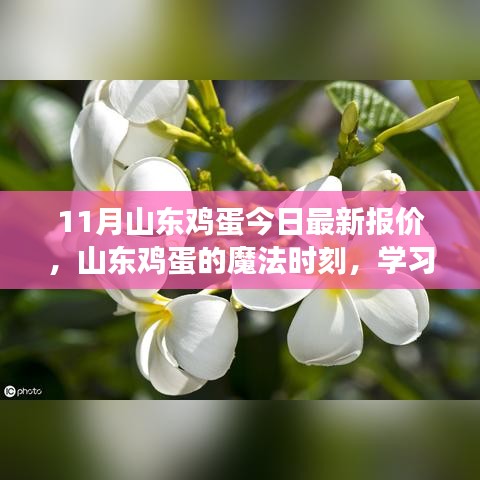 山東雞蛋最新報(bào)價(jià)，點(diǎn)亮希望之光，成就夢(mèng)想之路