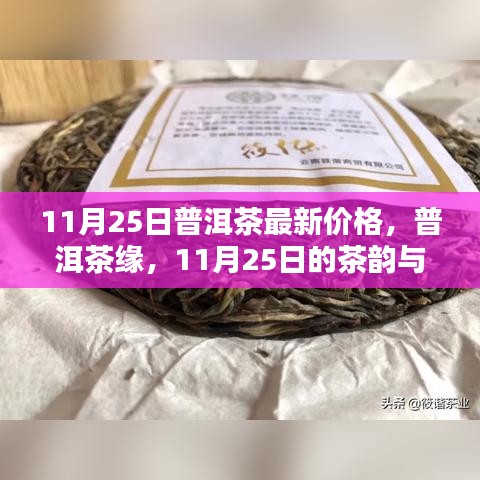 11月25日普洱茶最新價格，茶韻與溫情的邂逅