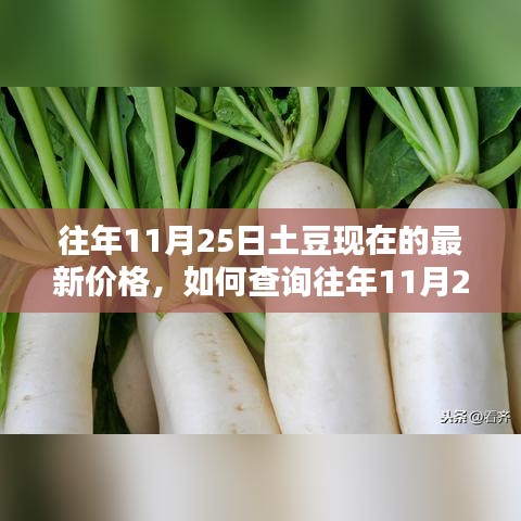 往年11月25日土豆價格查詢指南，如何獲取詳細(xì)價格及查詢步驟
