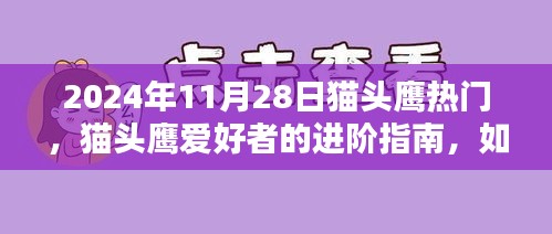 貓頭鷹熱門趨勢揭秘，進(jìn)階指南與捕捉貓頭鷹愛好者趨勢（初學(xué)者版，以2024年11月28日為例）
