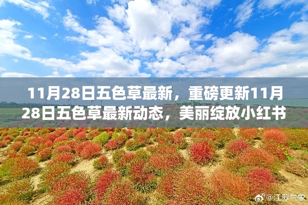 11月28日五色草最新動態(tài)，美麗綻放小紅書，重磅更新揭秘