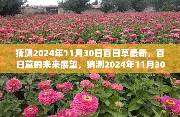 百日草的未來(lái)展望，揭秘2024年百日草最新動(dòng)態(tài)與未來(lái)趨勢(shì)分析
