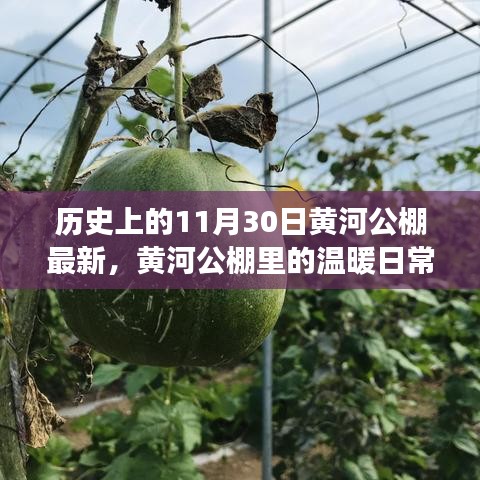 黃河公棚，溫暖日常與趣事情感紐帶的記錄——11月30日最新篇章