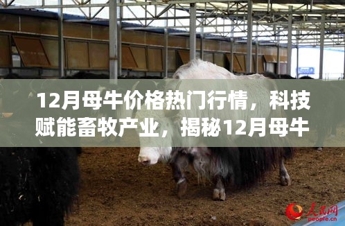 揭秘科技賦能畜牧產(chǎn)業(yè)，12月母牛價(jià)格行情智能分析系統(tǒng)前沿功能與體驗(yàn)報(bào)告