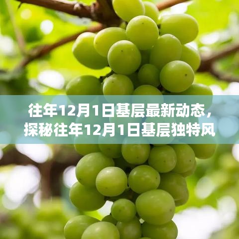 揭秘往年12月1日基層動態(tài)，巷弄深處的獨特風(fēng)情與隱藏瑰寶