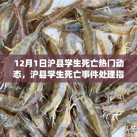 滬縣學(xué)生死亡事件，處理指南與應(yīng)對(duì)行動(dòng)全步驟詳解