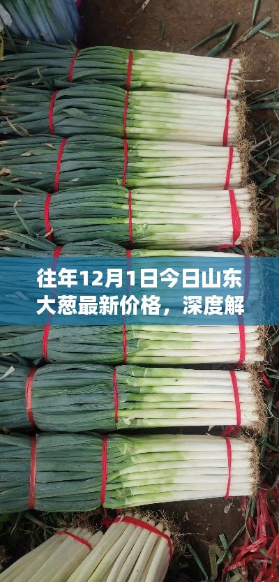 深度解析，山東大蔥歷年12月1日最新價格及市場表現(xiàn)概覽