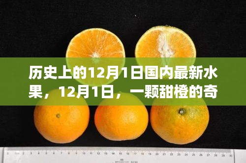 暖心故事，甜橙奇遇記——紀(jì)念歷史上的12月1日國內(nèi)最新水果