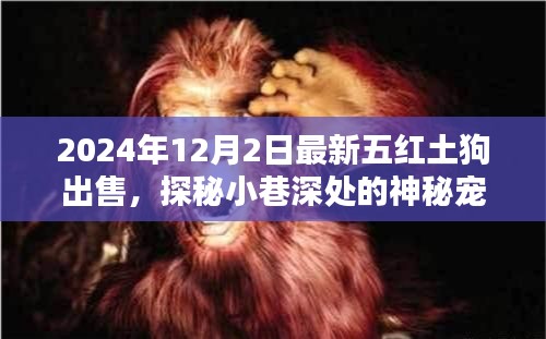 最新五紅土狗出售紀(jì)實(shí)，探秘神秘寵緣，尋找獨(dú)一無二的紅土狗樂園