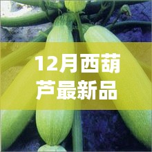 12月西葫蘆新品全面解析，特性、使用體驗(yàn)與目標(biāo)用戶分析