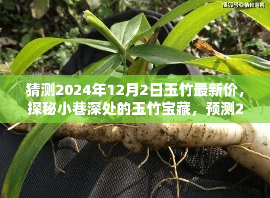 探秘小巷深處的玉竹寶藏，預(yù)測(cè)2024年12月最新行情與玉竹價(jià)格展望