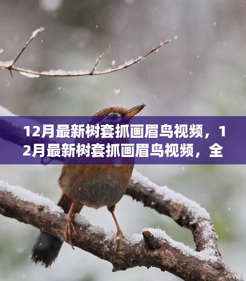 最新樹套抓畫眉鳥視頻，全面評測與介紹指南