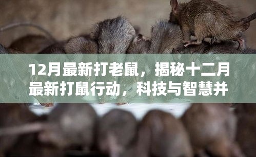 揭秘十二月最新科技智慧打鼠行動(dòng)，科技與智慧并行的滅鼠革命