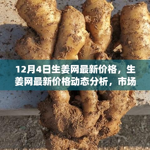 12月4日生姜網(wǎng)價格更新，市場動態(tài)分析與觀點碰撞