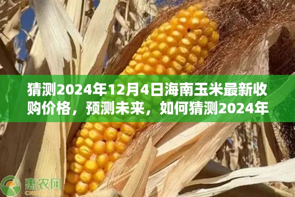 揭秘未來，海南玉米最新收購價(jià)格預(yù)測報(bào)告（至2024年12月4日）