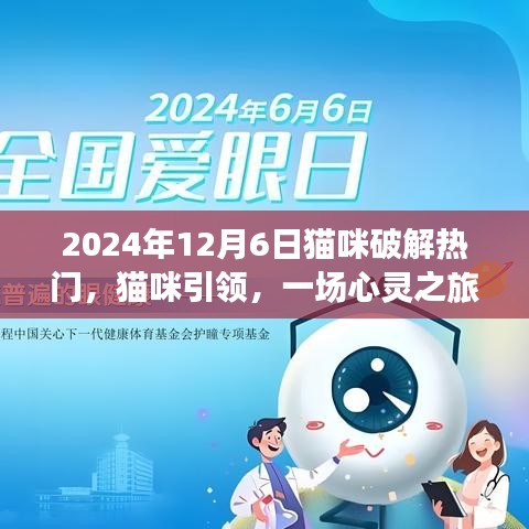 貓咪引領(lǐng)的心靈之旅，熱門(mén)貓咪時(shí)光探索記