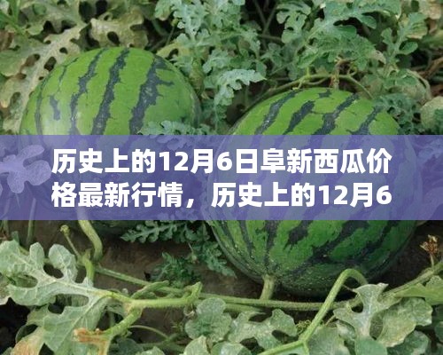歷史上的阜新西瓜價(jià)格深度解析，最新行情回顧與深度解析（12月6日）