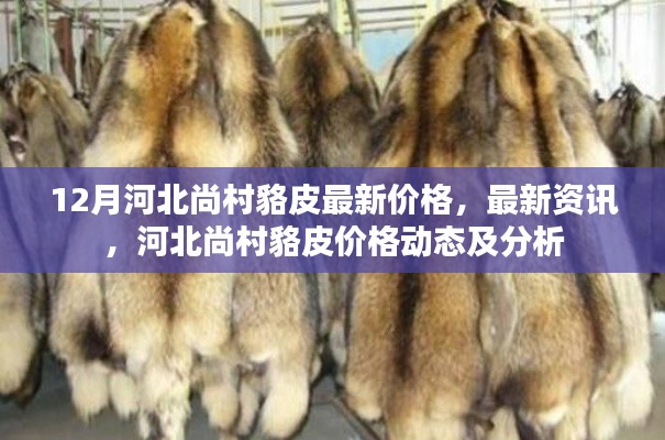 河北尚村貉皮最新價(jià)格動(dòng)態(tài)及分析，12月最新資訊與價(jià)格分析