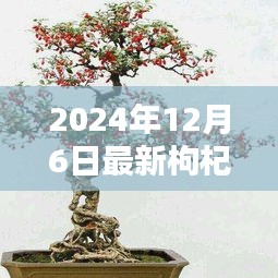 時代背景下的藝術(shù)瑰寶，最新枸杞盆景圖片大全 2024年精選