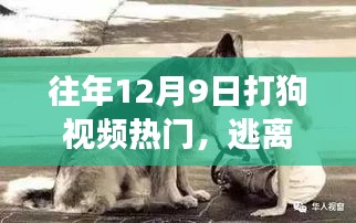 探索自然美景與狗同行，尋找內(nèi)心的寧靜之旅