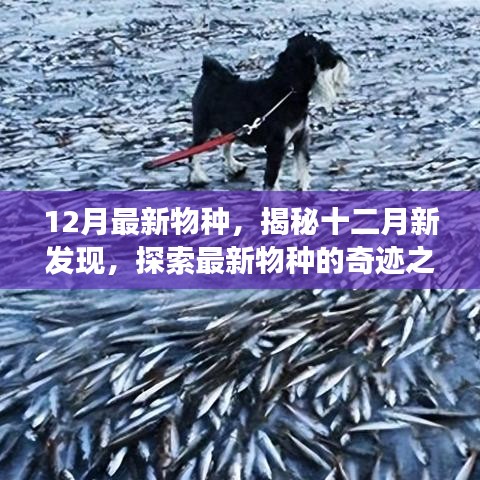 揭秘十二月新物種，探索最新發(fā)現(xiàn)的奇跡之旅