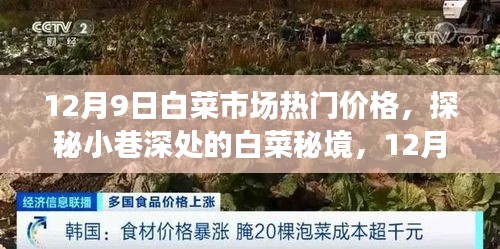 探秘白菜秘境，揭秘白菜市場獨(dú)家熱門價格，白菜市場最新行情報道（12月9日）