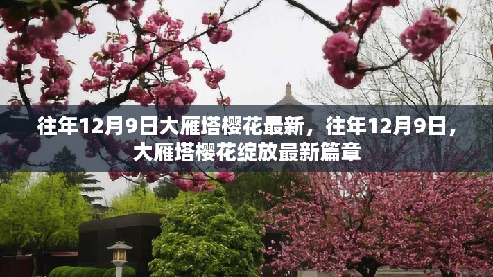 大雁塔櫻花綻放盛景，歷年12月9日的最新篇章