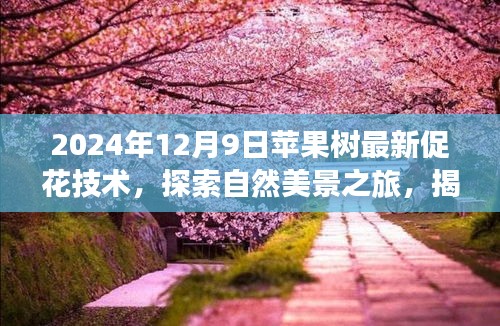 揭秘蘋果樹促花新技巧，探索自然美景之旅與內(nèi)心的寧靜平和之道（最新技術(shù)分享）
