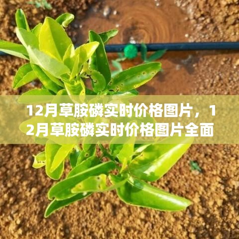 12月草胺磷實(shí)時(shí)價(jià)格圖片詳解與全面評測