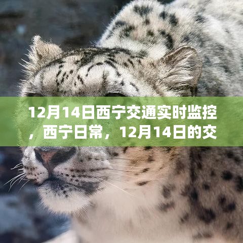 12月14日西寧交通實時觀察，日常奇遇與暖心陪伴的時刻