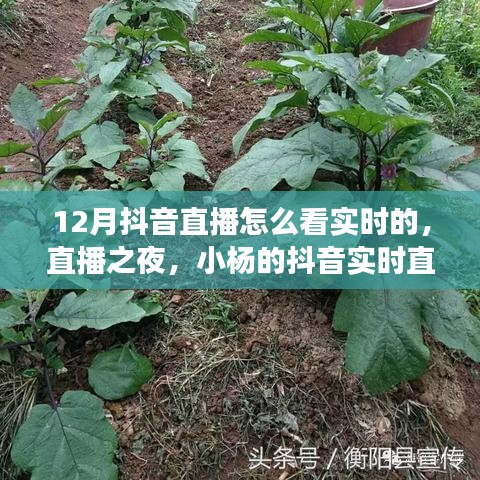 12月抖音直播實(shí)時(shí)觀看指南，小楊的暖心直播之旅與陪伴時(shí)刻