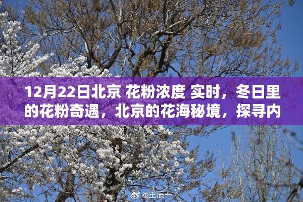 冬日北京花粉濃度實時探秘，探尋花海秘境中的內(nèi)心寧靜與和諧