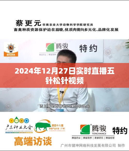 五針松針直播視頻，實時觀賞與解析