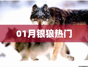 01月銀狼熱門風(fēng)采展示