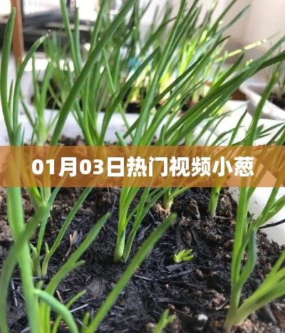 熱門視頻小蔥，最新流行趨勢一網(wǎng)打盡！
