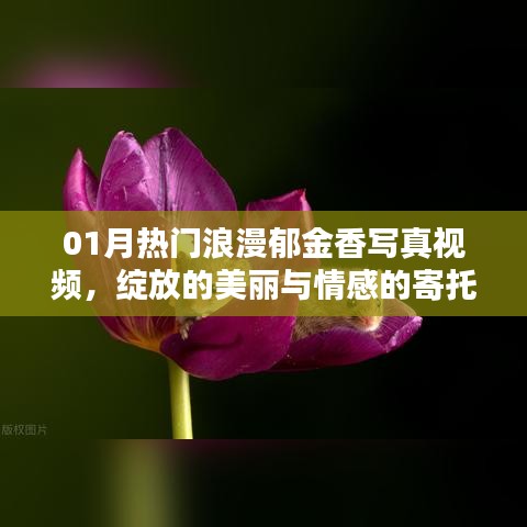 熱門郁金香寫真視頻，綻放美麗與情感寄托